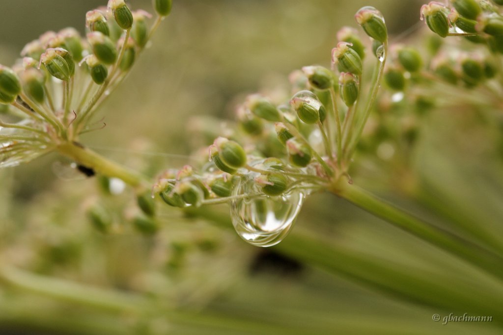 20090803_087_raw